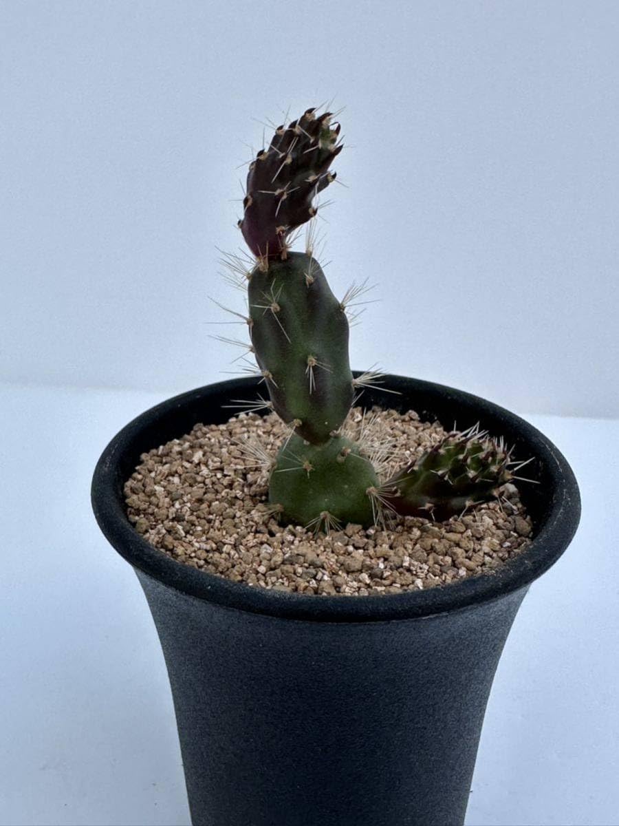 輸入苗 opuntia spec oklansis オプンチア サボテン 51cPW3LaCiL._AC_UL210_SR210,